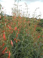 Penstemon barbatus